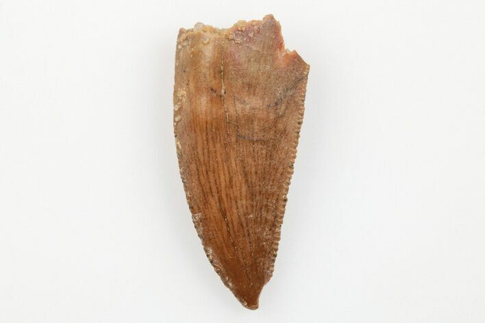 Serrated, Raptor Tooth - Real Dinosaur Tooth #203504